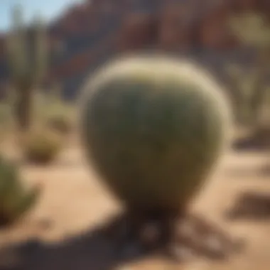 Cactus in the desert